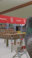 pigeon einkaufen.mp4