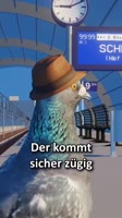pigeon duck zug.mp4