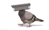 pigeon spazieren.gif