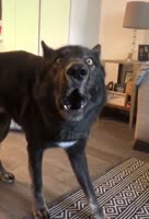 16835435109930.mp4