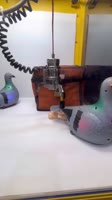 pigeon claw machine.mp4
