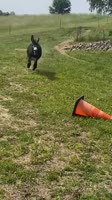16897772562580.webm