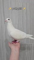 pigeon names.mp4