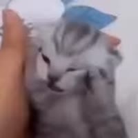 кот.webm