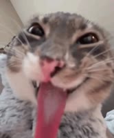 😸😸😸.mp4