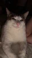 17513088442301.mp4