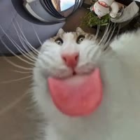 😼😼😼.mp4