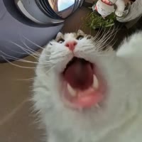 😼😼😼.mp4