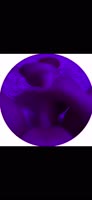 17351805903112.mp4