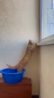 17035359140143.mp4