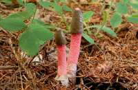 mutinus-ravenelya-1.jpg
