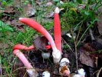 Mutinus-ravenelii.jpg
