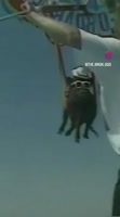 17456330.webm