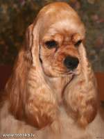 16441771711-sobakovod-club-p-sobaki-ushki-spanielya-2.jpg