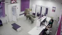 17520592906640.mp4