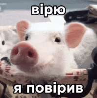 1sbb9v2ah61f1.gif