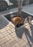 17526747890260.mp4