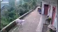 17540621695680.mp4