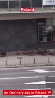 17563767777640.webm