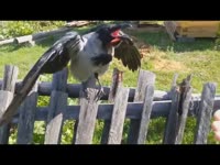 16013011992430.webm