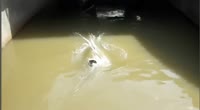 17455871809890.mp4