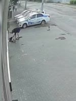 кабанчик.MP4