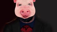 свин.webm