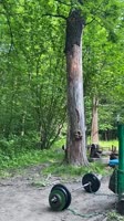 Forest Athlete.mp4