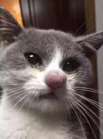 cat-bee-stings-104605.jpg