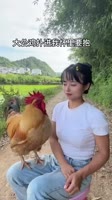 Thebigroosterwasboredandranintomyarmsandaskedmetohug.mp4