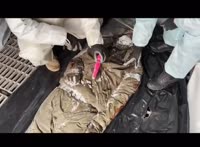 русский солдат с дилдаком.webm