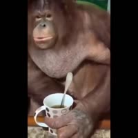 17465654046610.webm