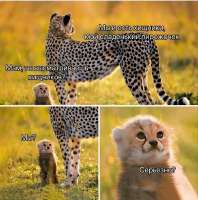333.jpeg