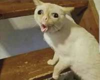 guess-what-language-is-the-cat-speaking-easy-v0-bt4t5jdtx9ed1.webp