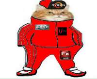 кот АМД.jpg