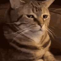 17522505362690.gif