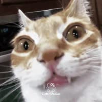 кошачье превосходство.mp4