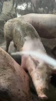 17458789142950 (1).mp4