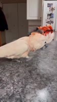 17269092958050.mp4