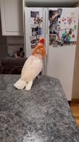 17269092958050.mp4