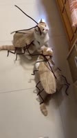 17512645171061.mp4