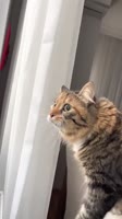 .mp4