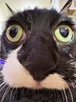 котэ-гифки-9051805.mp4
