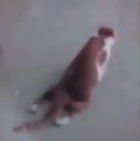 16259496523591.mp4
