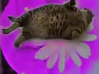 толстый кот.webm