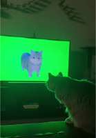 images (1).jpeg