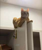 котэ-cats-удобно-пиздец-8441625.jpg