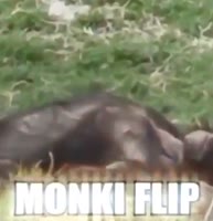 17453839419450.mp4
