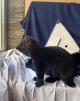 .mp4