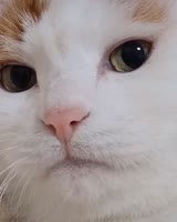 17241536740800.mp4